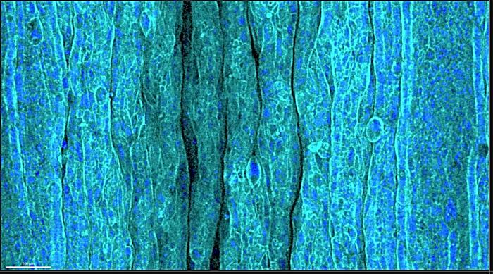 Image of wrinkled epithelium on the ECM hydrogel layer in response to compression