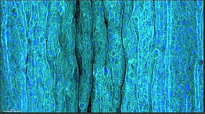 Image of wrinkled epithelium on the ECM hydrogel layer in response to compression