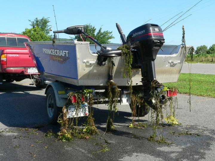 Milfoil on Boat