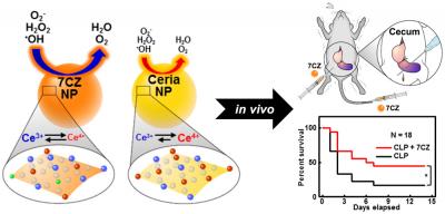 Schematic Representation of the Study