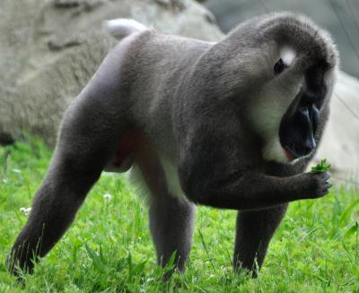 Drill Face Pressure of Warming Temperatures