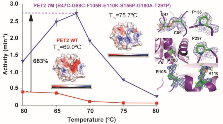 Enzyme Activity