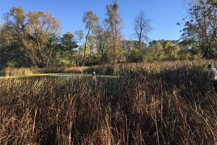 Marsh wetland at Argonne National Laboratory