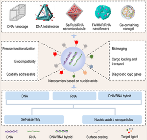 Fig. 1 Construction and application of NCNAs in nanobiotic delivery system.