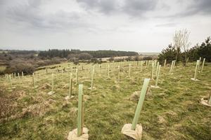 Tree planting on Dartmoor, UK