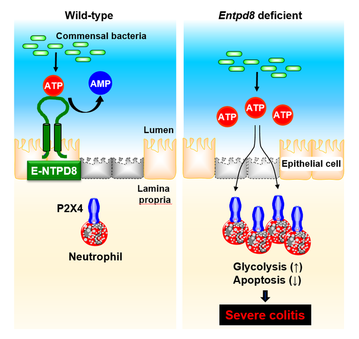 E-NTPD8 prevents neutrophil-mediated colitis by hydrolyzing luminal ATP