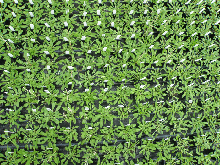 Increasing crop yields by breeding plants to cooperate