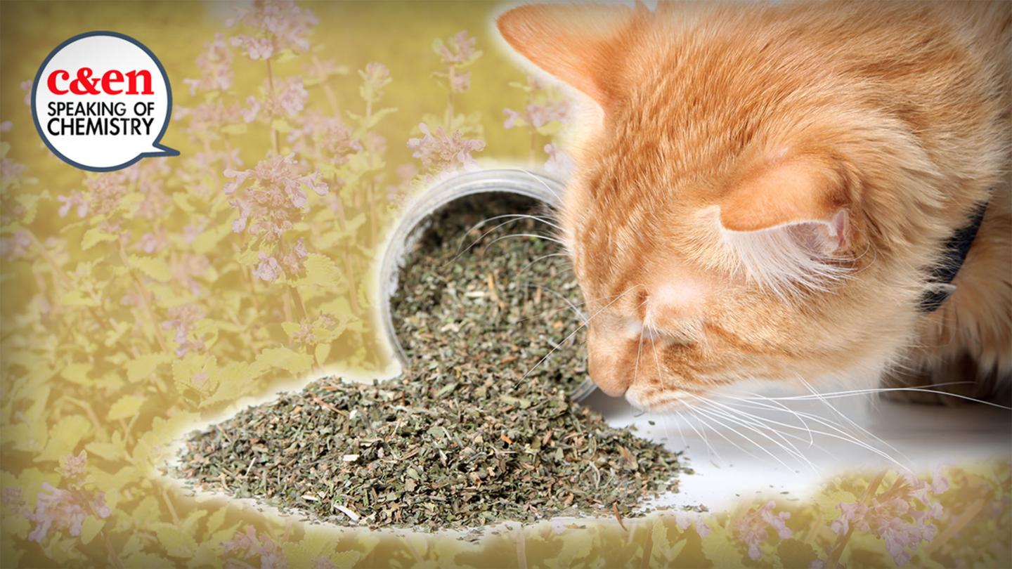 The Truth about Catnip (Video)