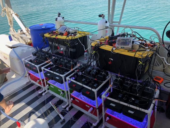 Test Boxes to Assess Coral Thermotolerance