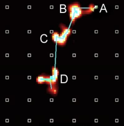 A Rat's Imagined Trajectory from Point A to its Chocolate Reward at Point D