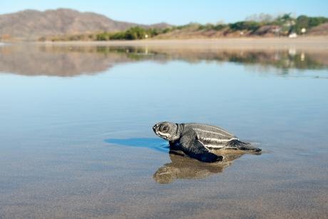 Leatherback Sea Turtle