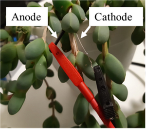 Producing ‘green’ energy — literally — from living plant ‘bio-solar cells’