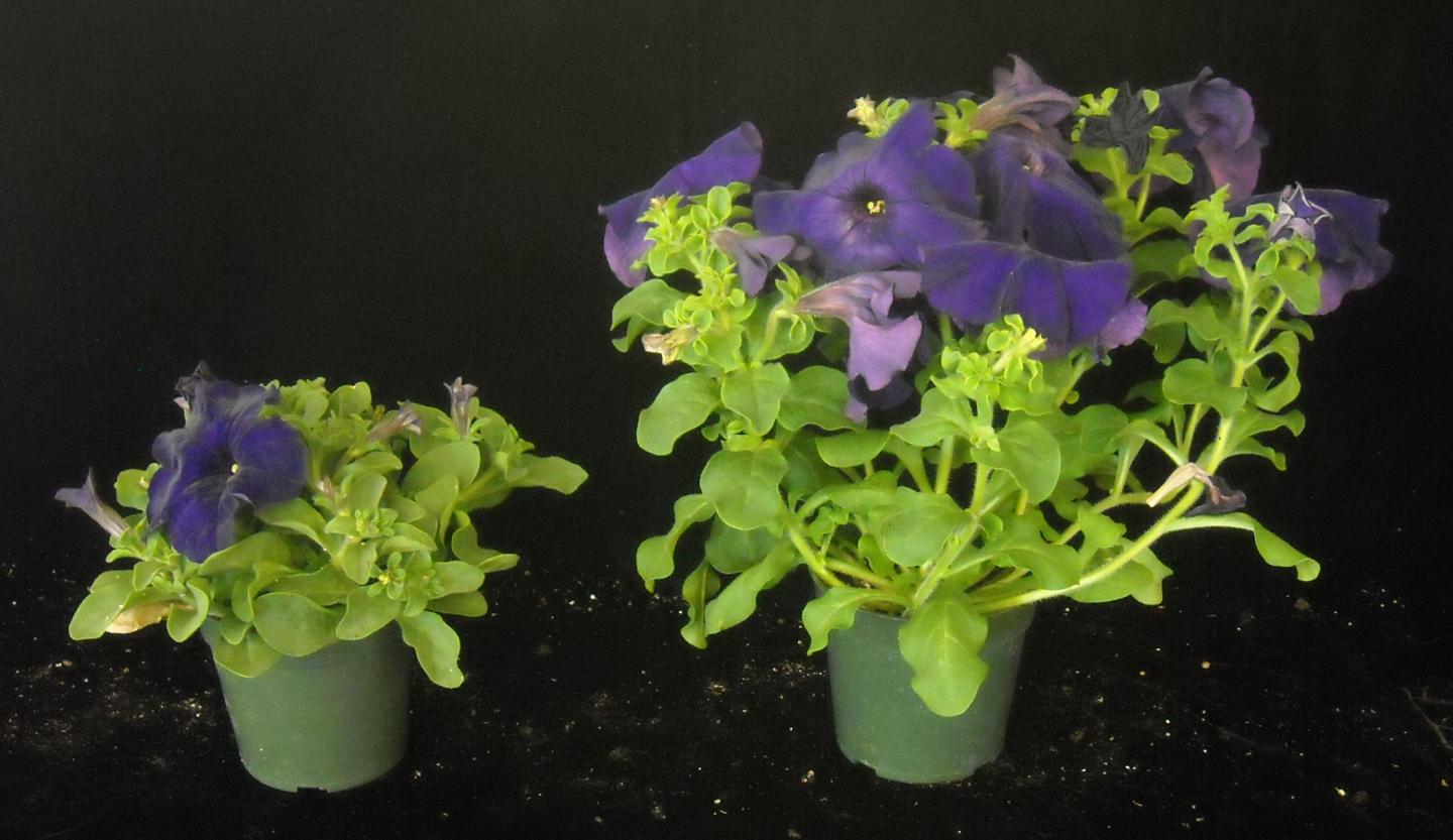 High Tunnels Found Effective for Finishing Cold-Tolerant Annuals