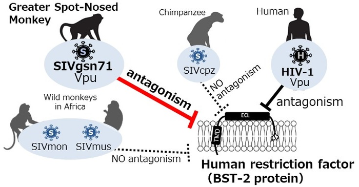 サル免疫不全ウイルスのタンパク質がヒトの抗ウイルスタンパク質BST-2