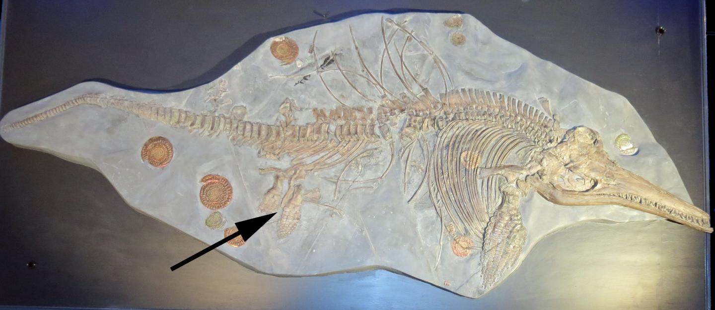 Photograph of an <i>Ichthyosaurus</i> Specimen