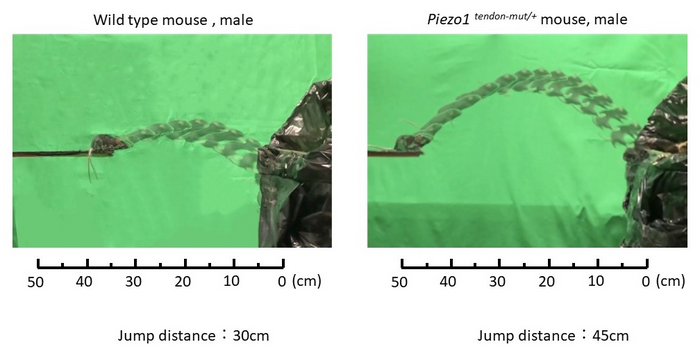 Tendon-specific gain-of-function mutation of Piezo1 enhances jumping power