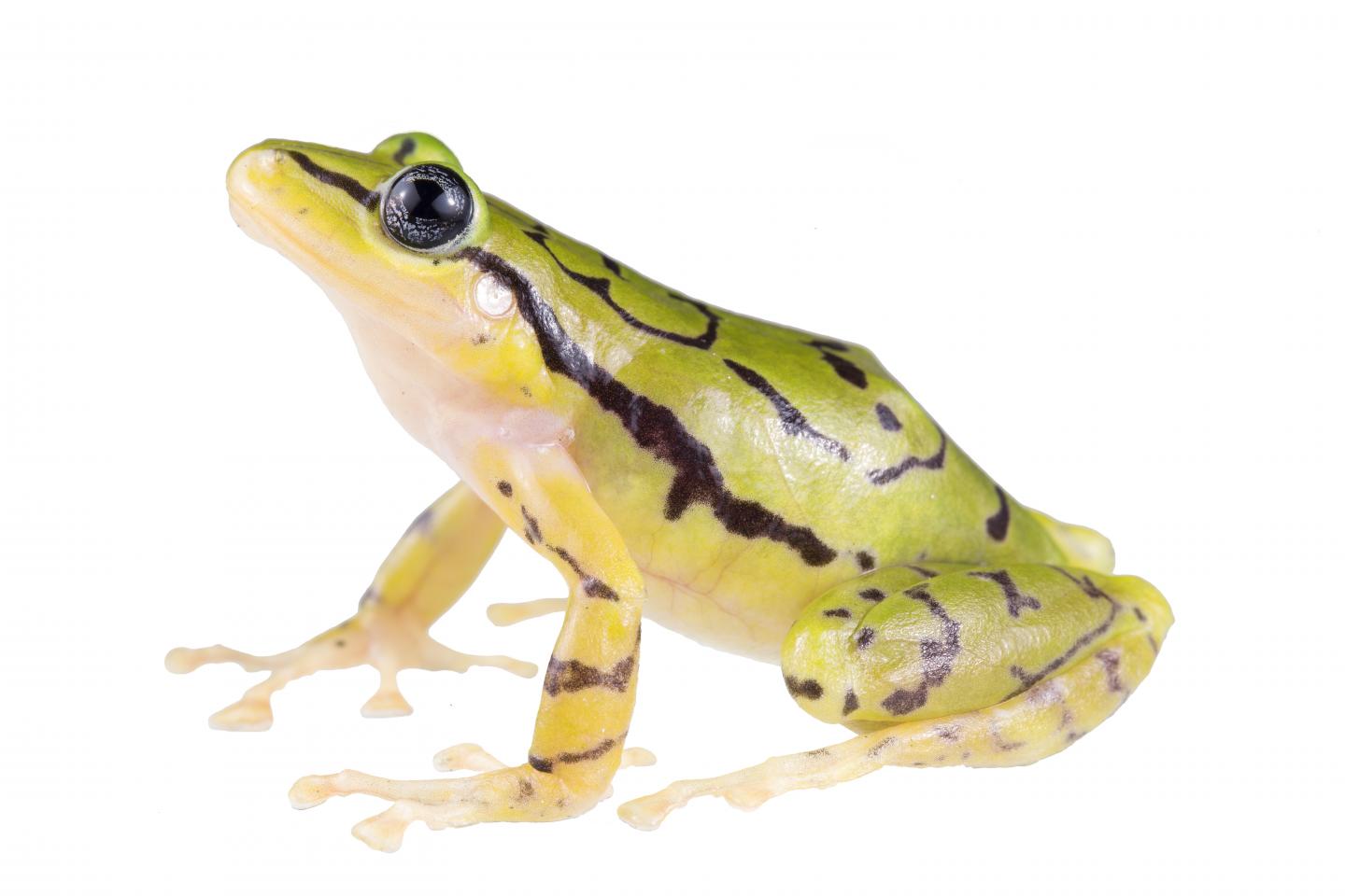 Ecuadorian Rainfrog 2