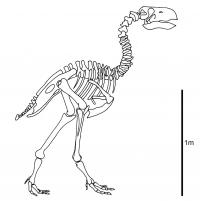 Skeleton of <i>Gastornis</i>