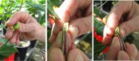 Hand-Pollination of Cowpeas