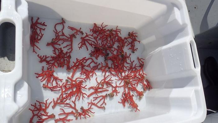 Red coral colonies survive a decade after being transplanted in the Medes Islands