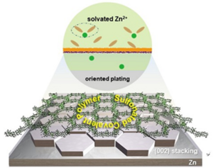 Bifunctional sulfonated covalent polymers as modulator for oriented and highly reversible zinc plating during whole cycling process