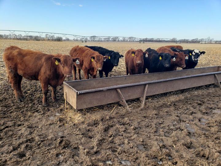 Normal stocking density cattle