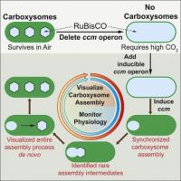 Visualizing the Carboxysome Assembly Pathway