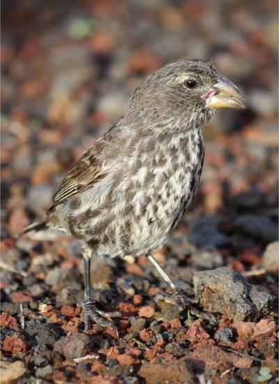 Female Medium Ground Finch (Darwin's Finch) Foraging on Ground