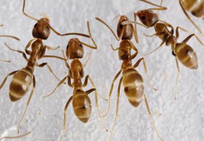 Argentine Ants