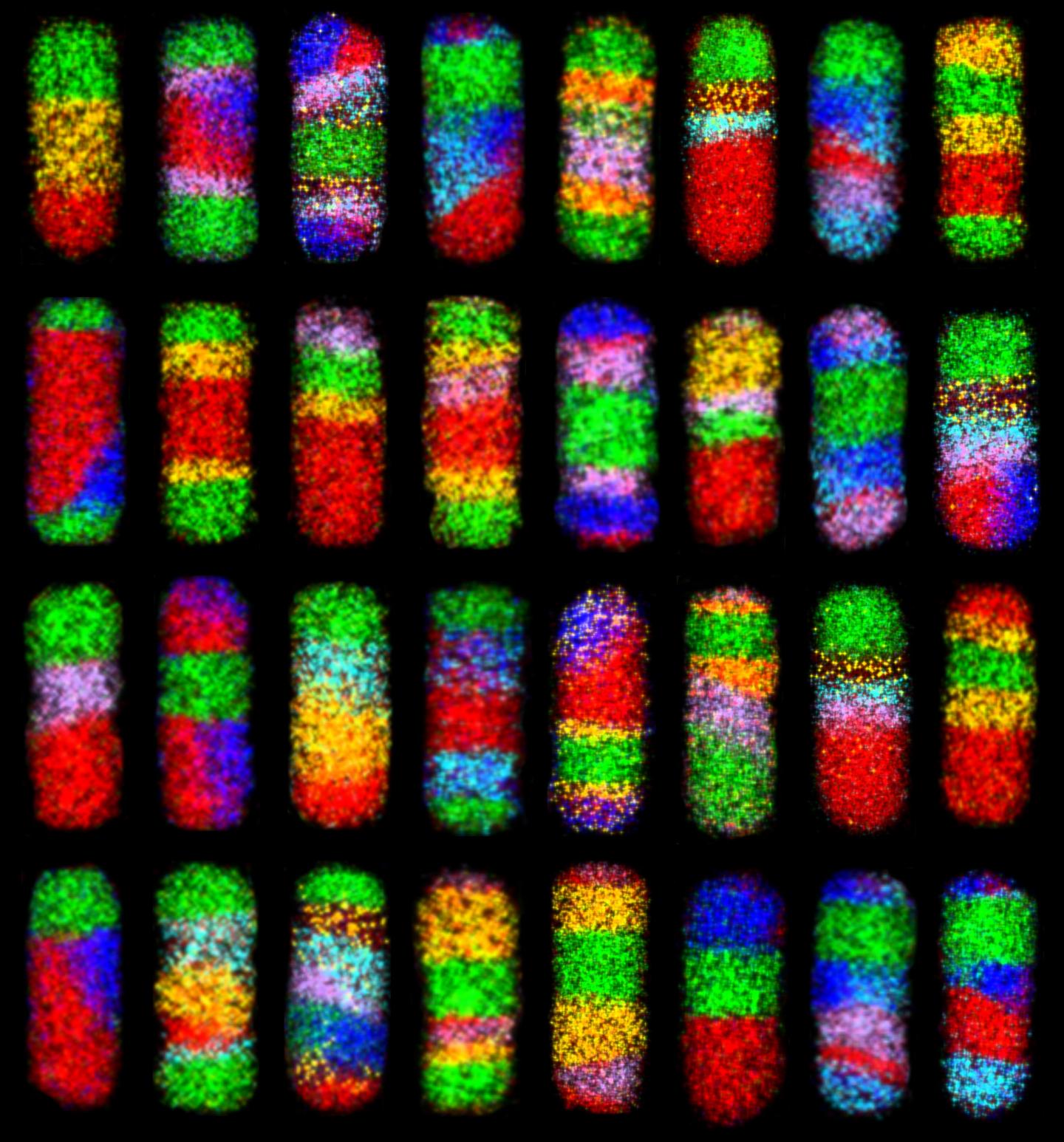 Nanoparticle Megalibrary