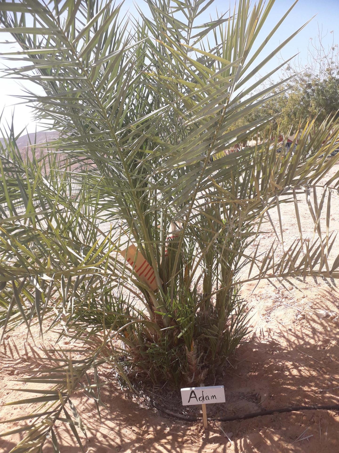 Adam, a Judean date palm tree included in the study.