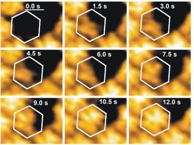 Dynamics of self-assembly of a viral protein structure.