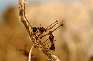 Duelling stalk-eyed flies