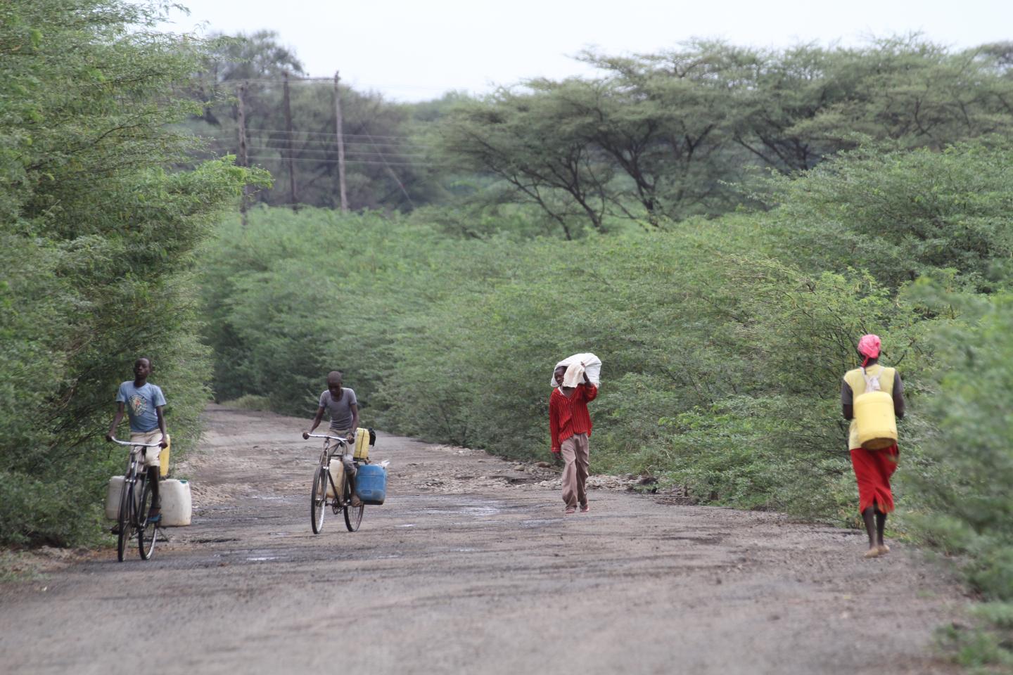 <em>Prosopis</em> in Baringo County, Kenya