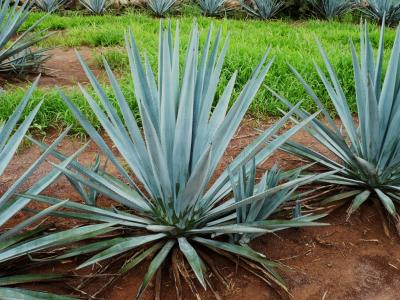 Agave