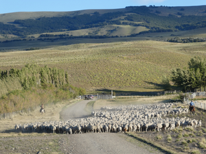 Ranchers driving livestock in Patagonia (Argentina).