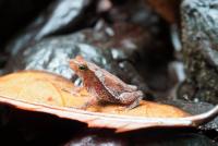 Brown and orange frog on larger leaf