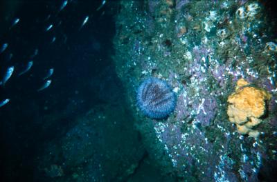 Sea-urchin on Rock