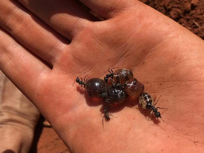 Australian honeypot ants