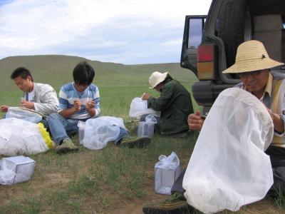 Collecting Locusts in Inner Mongolia
