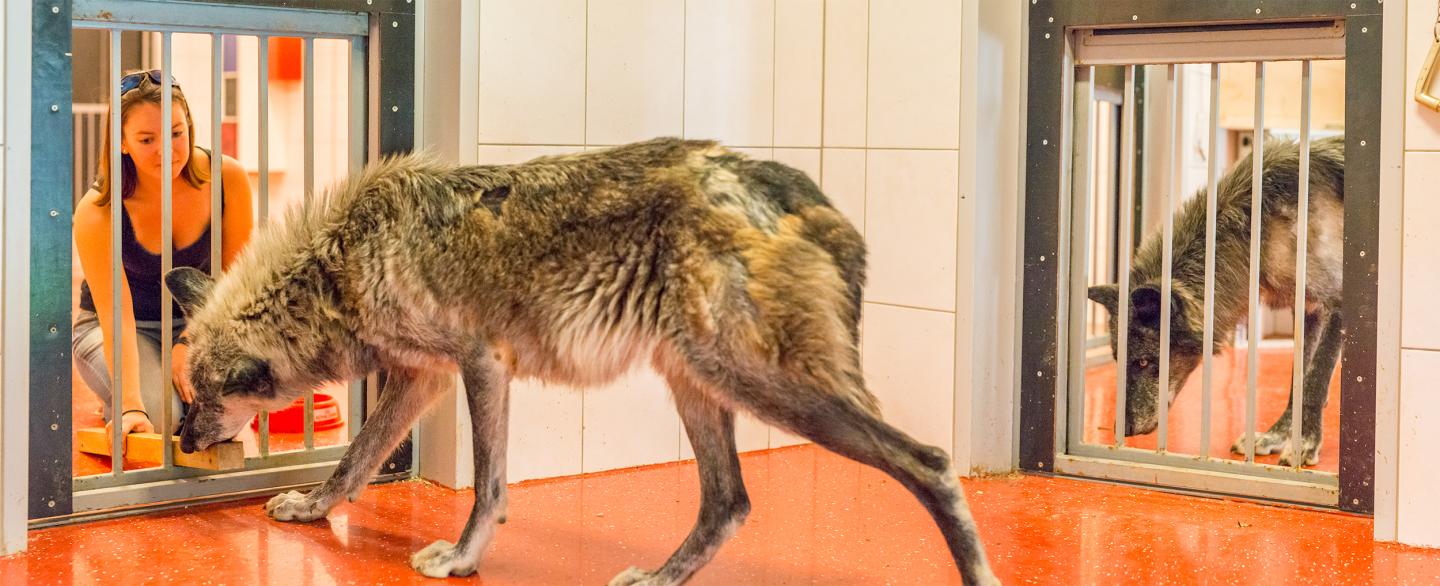 Wolves More Prosocial than Pack Dogs in Touchscreen Experiment