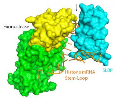 Model Based on Crystallography of Histone mRNA Stem-Loop with Exonuclease and SLBP