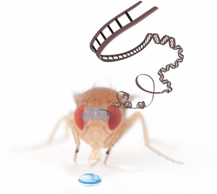 Experiment Illustration