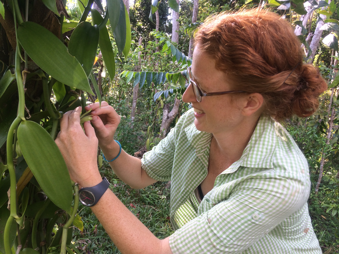 Annemarie Wurz hand-pollinates a vanilla flower in Madagascar.