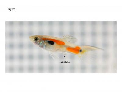 Male Guppy with Genitalia Marked