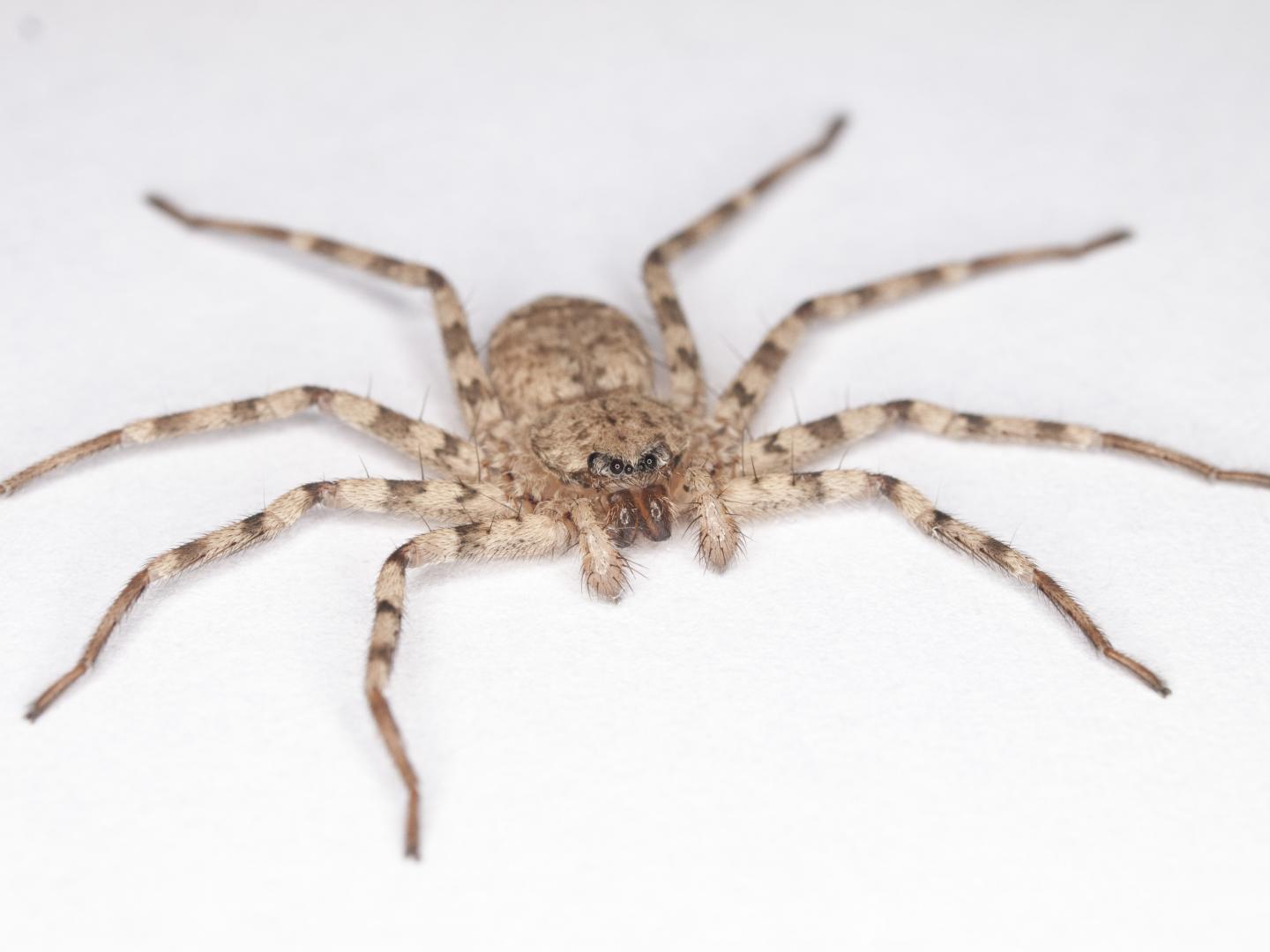 A Flattie Spider