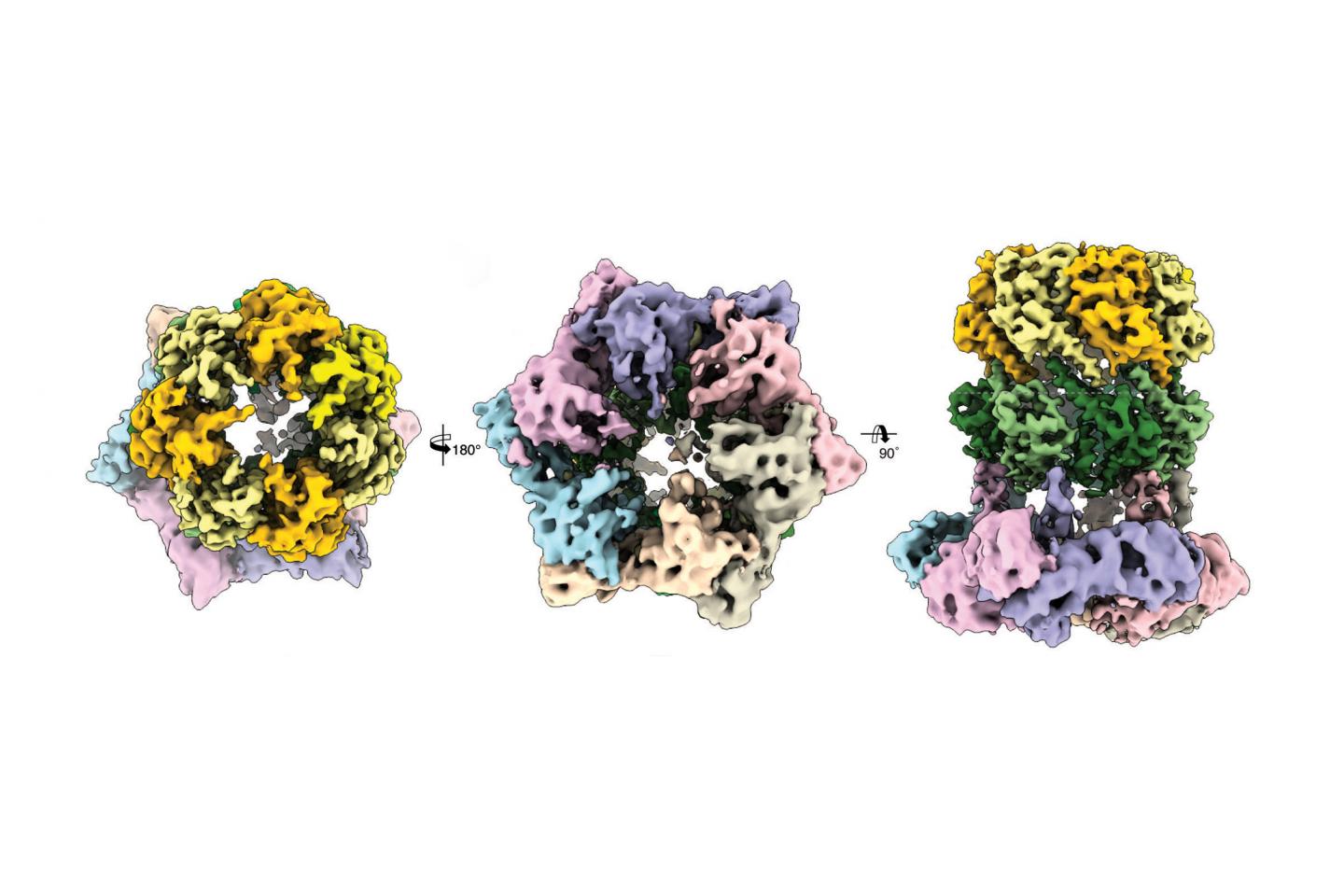 Kryo-elektronenmikroskopische Ansichten des Proteinkomplexes ClpX-ClpP