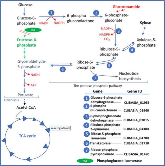 Scheme of glycolysis and pentose-phosphate pathway in Las during growth in vitro.