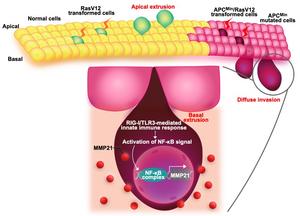 Cancer cells alter cell competition function to enhance their invasive ability.