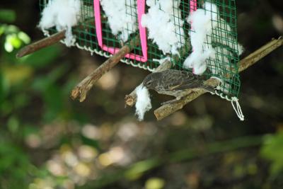 Finch Pulling Cotton from Dispenser